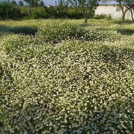 Xaroula Иериссос